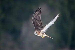 Chickenhawk: Red-tailed Hawk