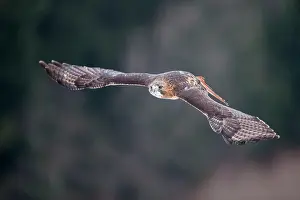 Chickenhawk: Red-tailed Hawk