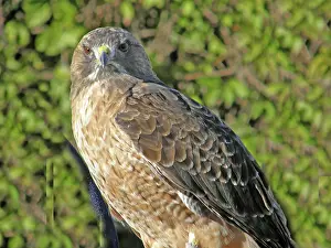 Jamaicensis: Red-tailed Hawk