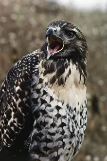Squawking: Red-tailed Hawk