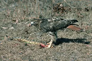 Jamaicensis: Red-tailed Hawk