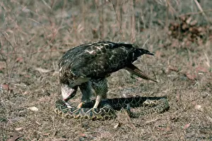 Jamaicensis: Red-tailed Hawk