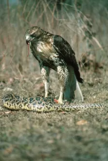 Jamaicensis: Red-tailed Hawk