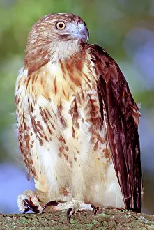 Jamaicensis: Red Tailed Hawk