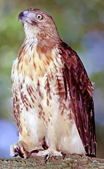 Jamaicensis: Red Tailed Hawk