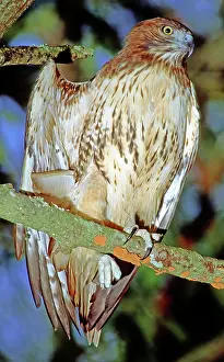 Jamaicensis: Red Tailed Hawk