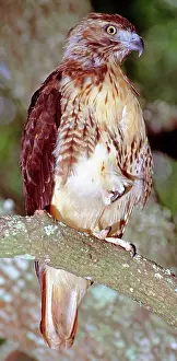 Jamaicensis: Red Tailed Hawk