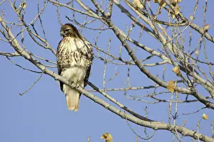 Jamaicensis: Red Tailed Hawk