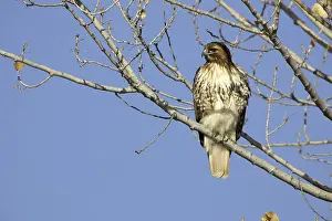 Jamaicensis: Red Tailed Hawk