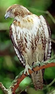 Jamaicensis: Red-Tailed Hawk
