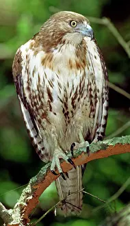 Jamaicensis: Red-Tailed Hawk