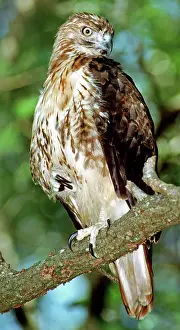 Jamaicensis: Red-Tailed Hawk