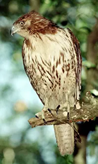 Jamaicensis: Red-Tailed Hawk