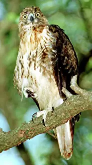 Jamaicensis: Red-Tailed Hawk