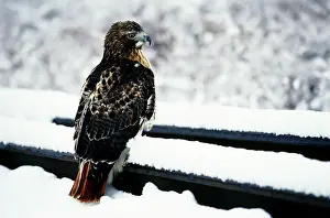 Jamaicensis: Red-tailed Hawk