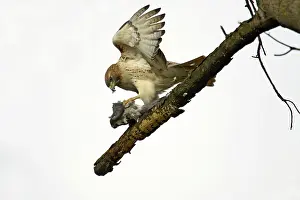 Jamaicensis: Red-Tailed Hawk