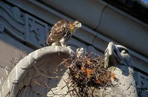 Jamaicensis: Red-tailed Hawk