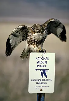 Jamaicensis: Red-Tailed Hawk
