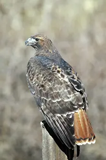 Jamaicensis: Red-Tailed Hawk