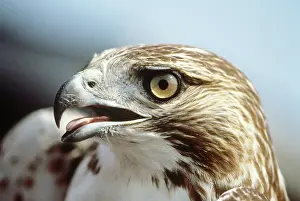 Jamaicensis: Red-Tailed Hawk