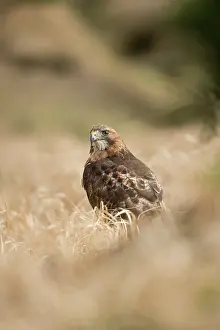 Chickenhawk: Red-tailed Hawk
