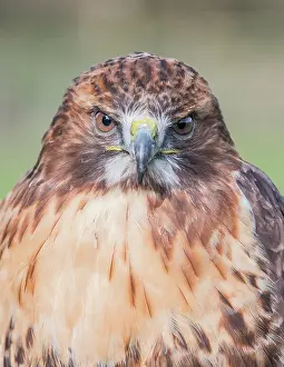 Chickenhawk: Red-tailed Hawk