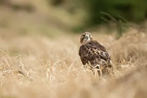 Chickenhawk: Red-tailed Hawk