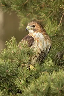 Chickenhawk: Red-tailed Hawk