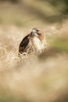 Chickenhawk: Red-tailed Hawk