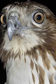 Buteo: Red-tailed Hawk