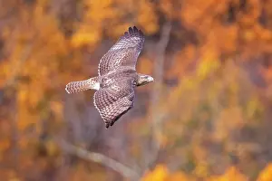 Buteo: Red-tailed Hawk
