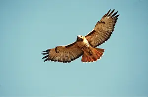Hawks: RED-TAILED HAWK - adult in flight