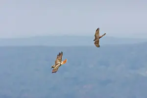 Cooper: Red-tailed Hawk - adult being harrassed by juvenile