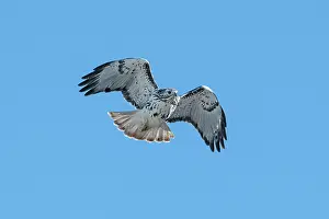 Morph: Red-tailed Hawk - adult (probable light morph Harlan's