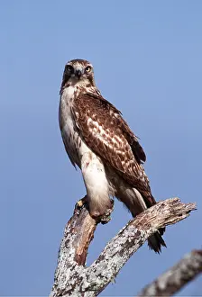 Hawks: RED-TAILED HAWK - ON BRANCH