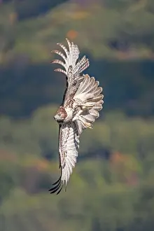 Buteo: Red-tailed Hawk, Buteo jamaicensis. Immature plumage. One o