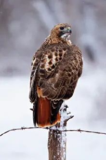 Buteo: Red-tailed Hawk, Buteo jamaicensis. Perched on fence post. O