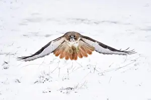 Buteo: Red-tailed Hawk, Buteo jamaicensis. Adult in flight. One of