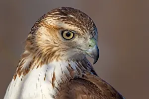 Buteo: Red-tailed Hawk (Buteo jamaicensis) close up portrait