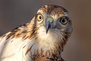 Buteo: Red-tailed hawk (Buteo jamaicensis) close up portrait