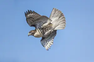 Buteo: Red-tailed Hawk - Buteo jamaicensis - Immature