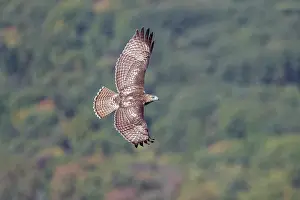 Buteo: Red-tailed Hawk Buteo jamaicensis Immature bird in flg