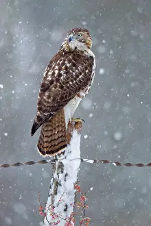 Biird: Red-tailed Hawk Buteo jamaicensis Immature plumage in