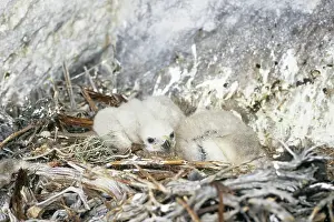 Jamaicensis: Red-tailed Hawk Chicks