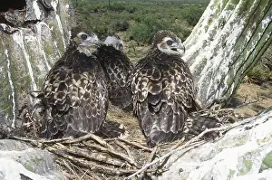 Jamaicensis: Red-tailed Hawk Chicks