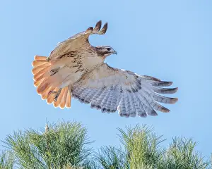 Hawk: Red-tailed hawk clipping the trees