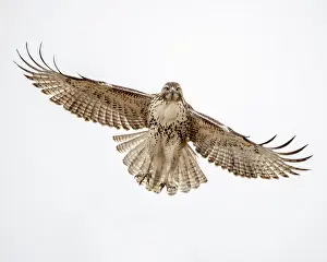 Hawk: Red-tailed hawk doing a fly by