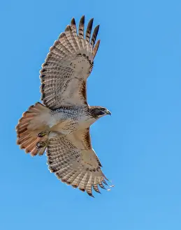 Hawk: Red-tailed hawk doing a fly by
