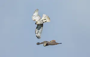 150617: Red-tailed Hawk in flight