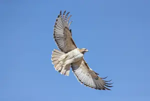150617: Red-tailed hawk in flight